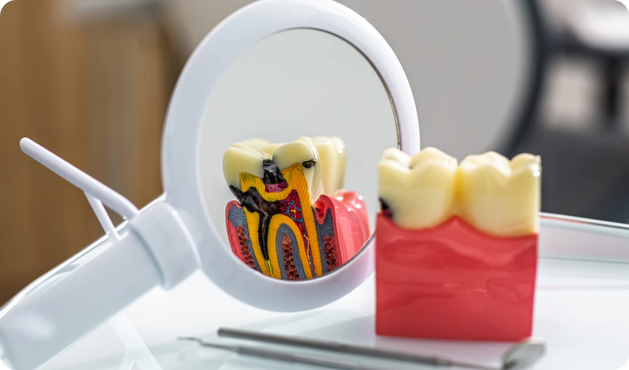 Tooth anatomy model on display