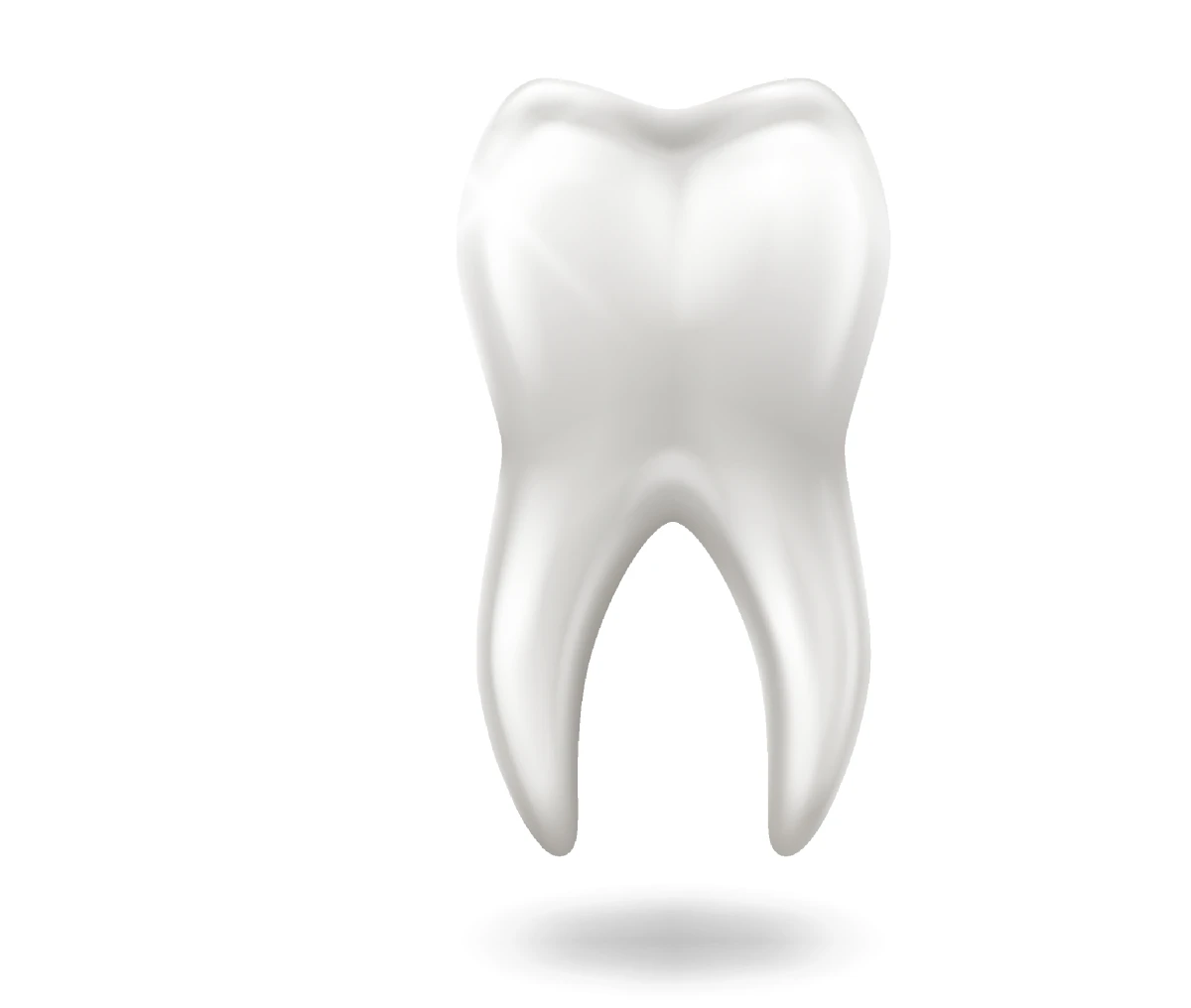 Realistic tooth on white background